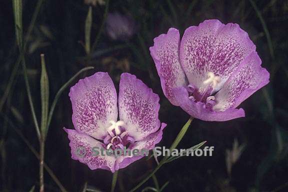 clarkia cylindrica ssp clavicarpa 5 graphic